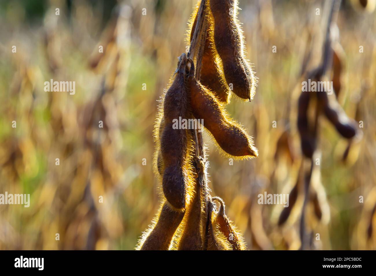 Soybeans pod macro. Raccolto di semi di soia - agricoltura legumi pianta. Campo di soia - pod di soia asciutti. Foto Stock