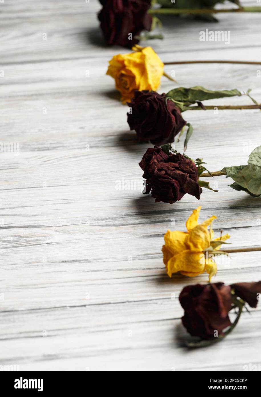 Rami secchi di rose su sfondo di legno chiaro con posto per il testo. Biglietto d'auguri con rose secche sullo sfondo Foto Stock