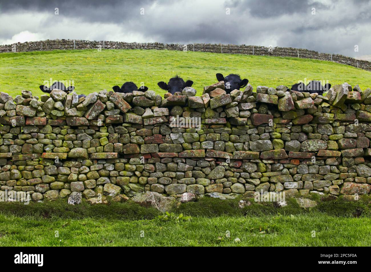 Gli animali di manzo di Aberdeen Angus si affacciano sul muro di pietra a secco Foto Stock