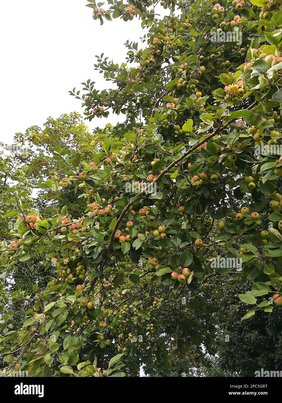 Particolare di un melo di granchio carico di frutta. Foto Stock