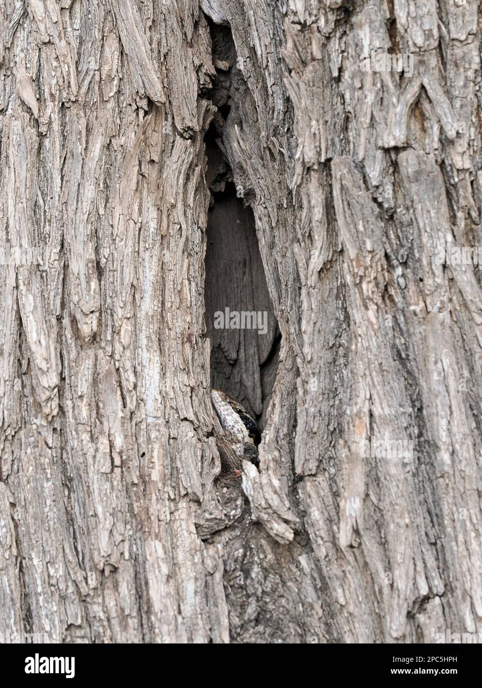 Ovambo Tree Skink (Trachylepis binotata) adulto che sbircia dal crepaccio nel vecchio tronco di albero, Namibia, gennaio Foto Stock