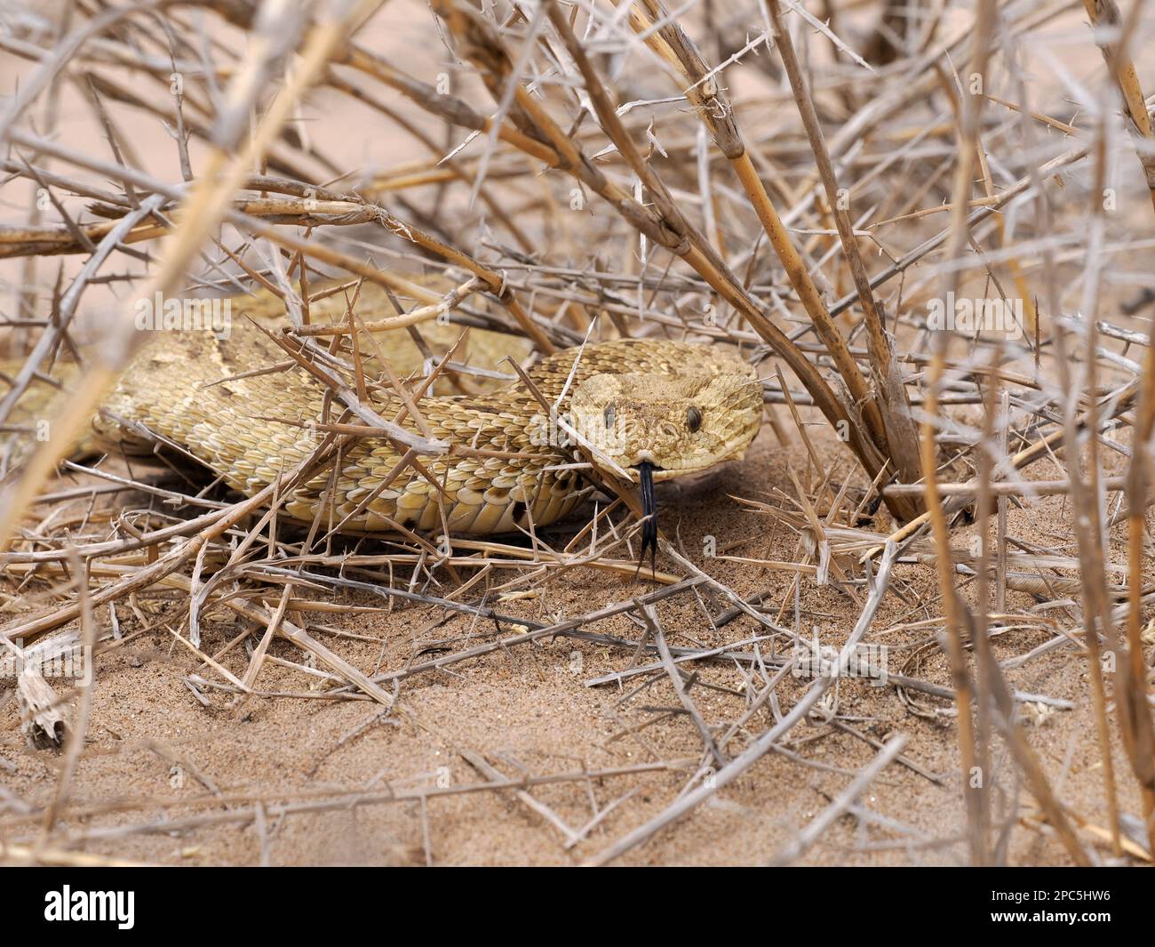 Sommatore di puff (Bitis arietans) che si nasconde in vegetazione secca con lingua estesa, Swakopmund, Namibia, gennaio Foto Stock