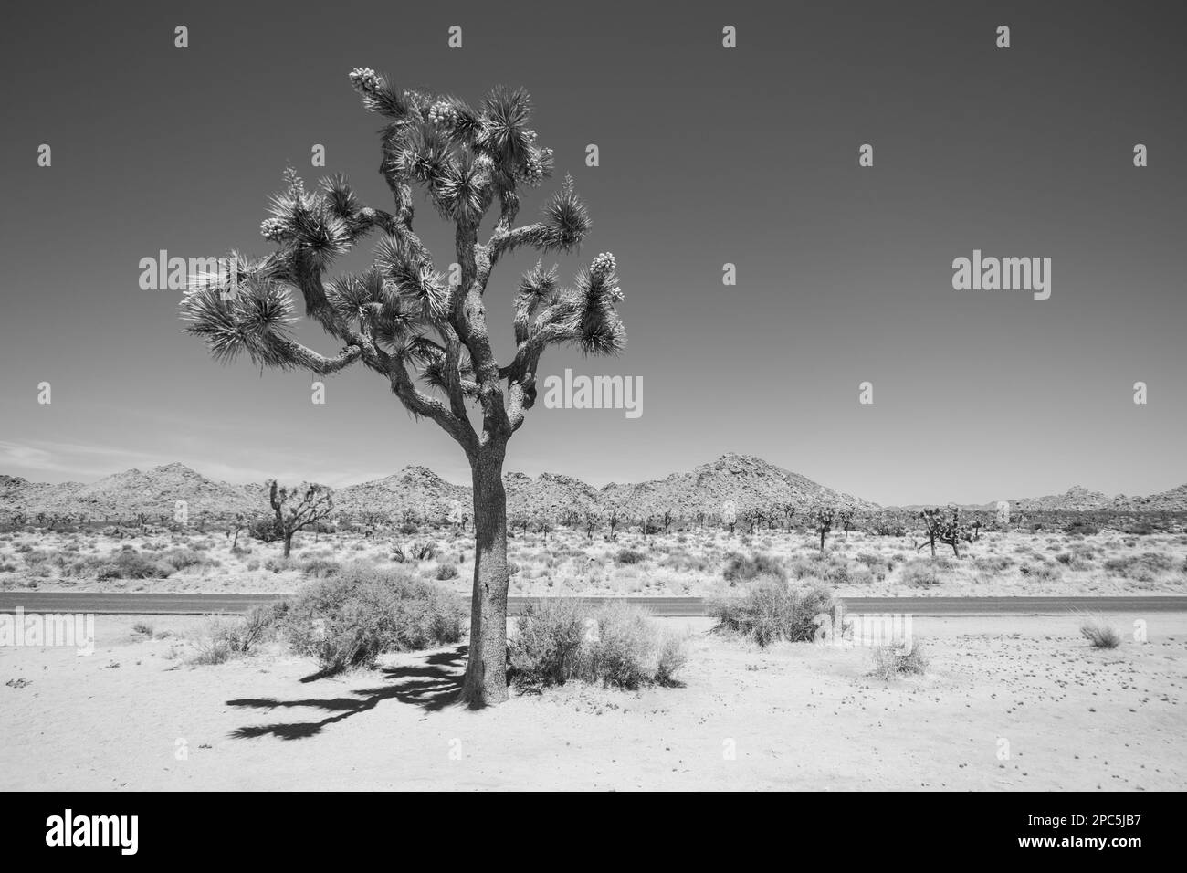 Joshua Tree National Park, California. La fotografia mostra un singolo albero di Giosuè all'interno del parco. California, Stati Uniti Foto Stock