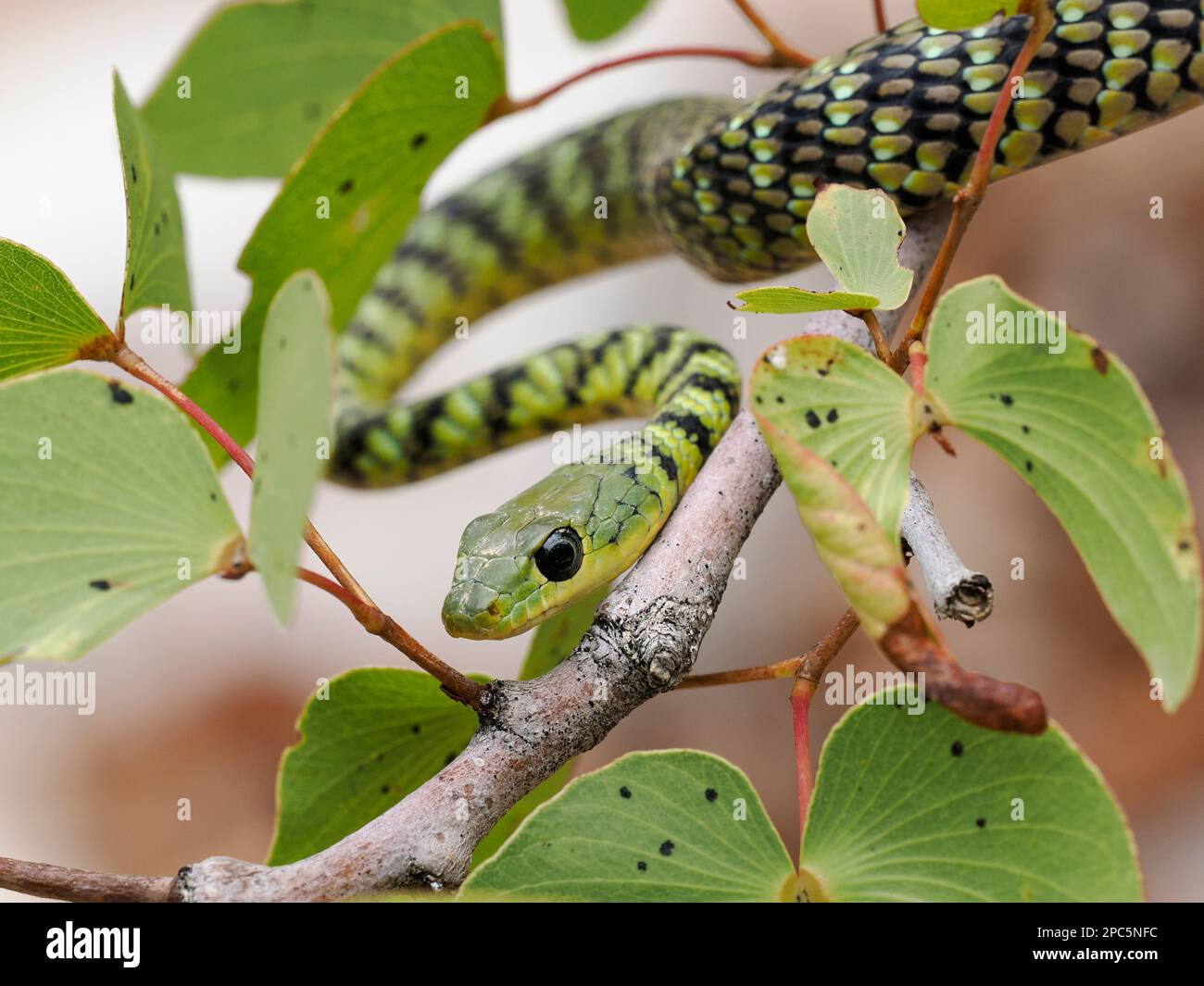 Spotted Bush Snake (Philothamnus semivariegatus) muoversi attraverso l'albero di mopane, Namibia, gennaio Foto Stock