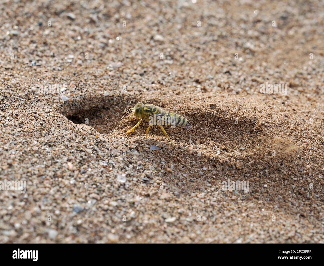 African Yellow Sand Digger Wasp (Bembix Species) scavando nido buco in terreno sabbioso, Namibia, gennaio Foto Stock