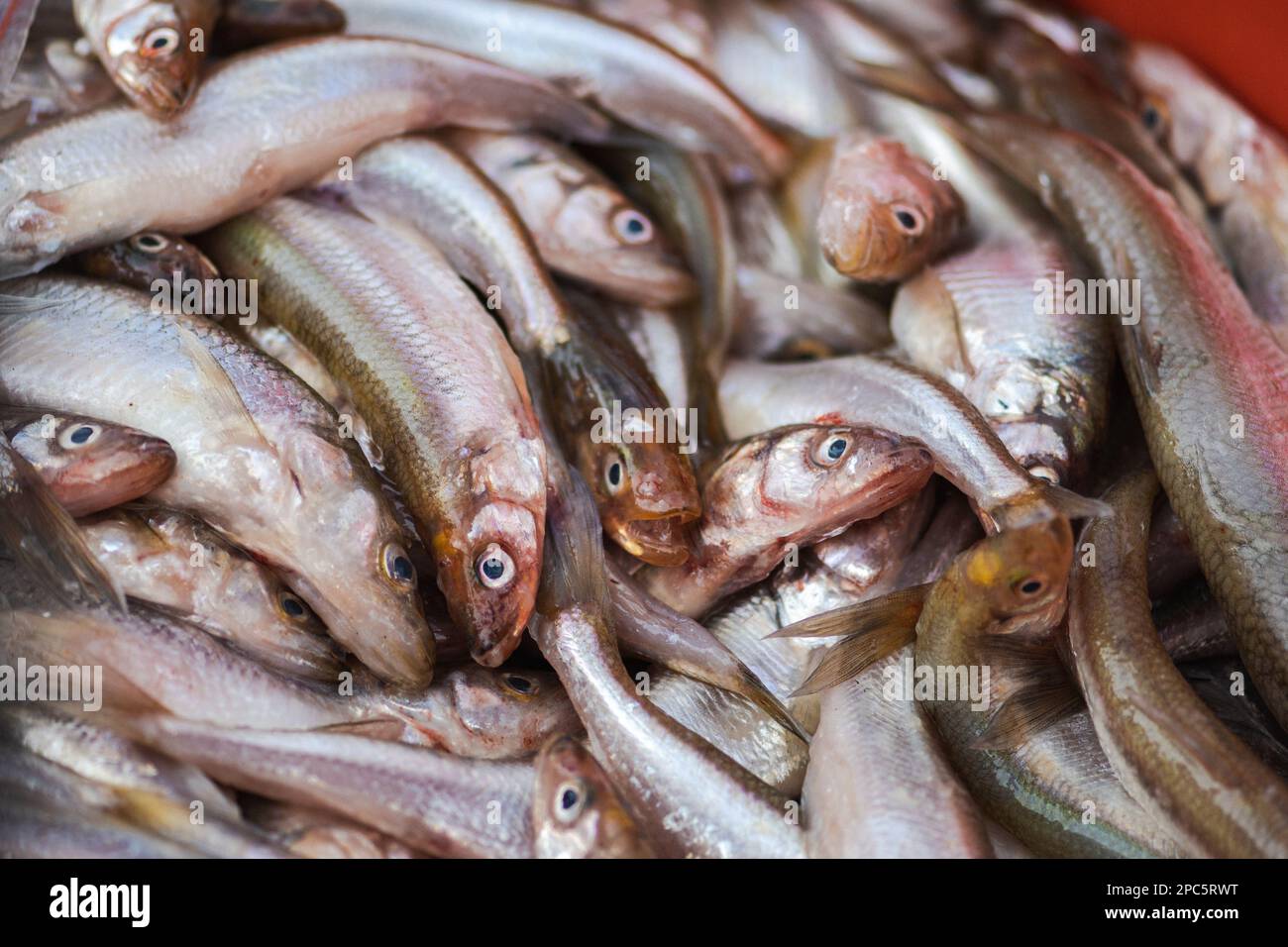 Pescato fresco melta europea o acciughe, specie di pesci della famiglia Osmeridae, primo piano Foto Stock