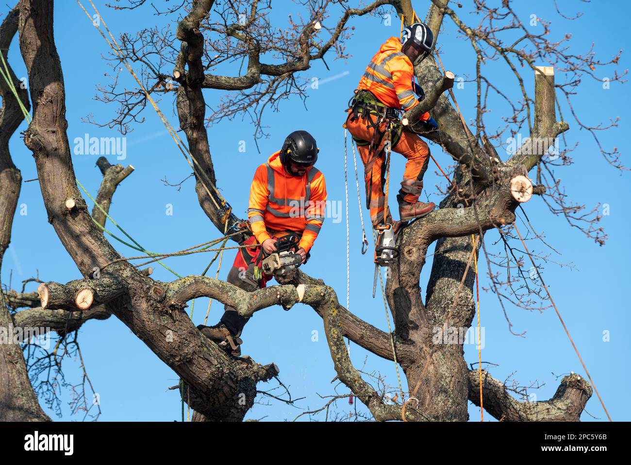 Holt Farm Oak Tree è stato tagliato a seguito di proteste estese. Rochford, Essex, Regno Unito. I chirurghi dell'albero che tagliano l'albero antico della quercia. Attrezzatura di sicurezza Foto Stock