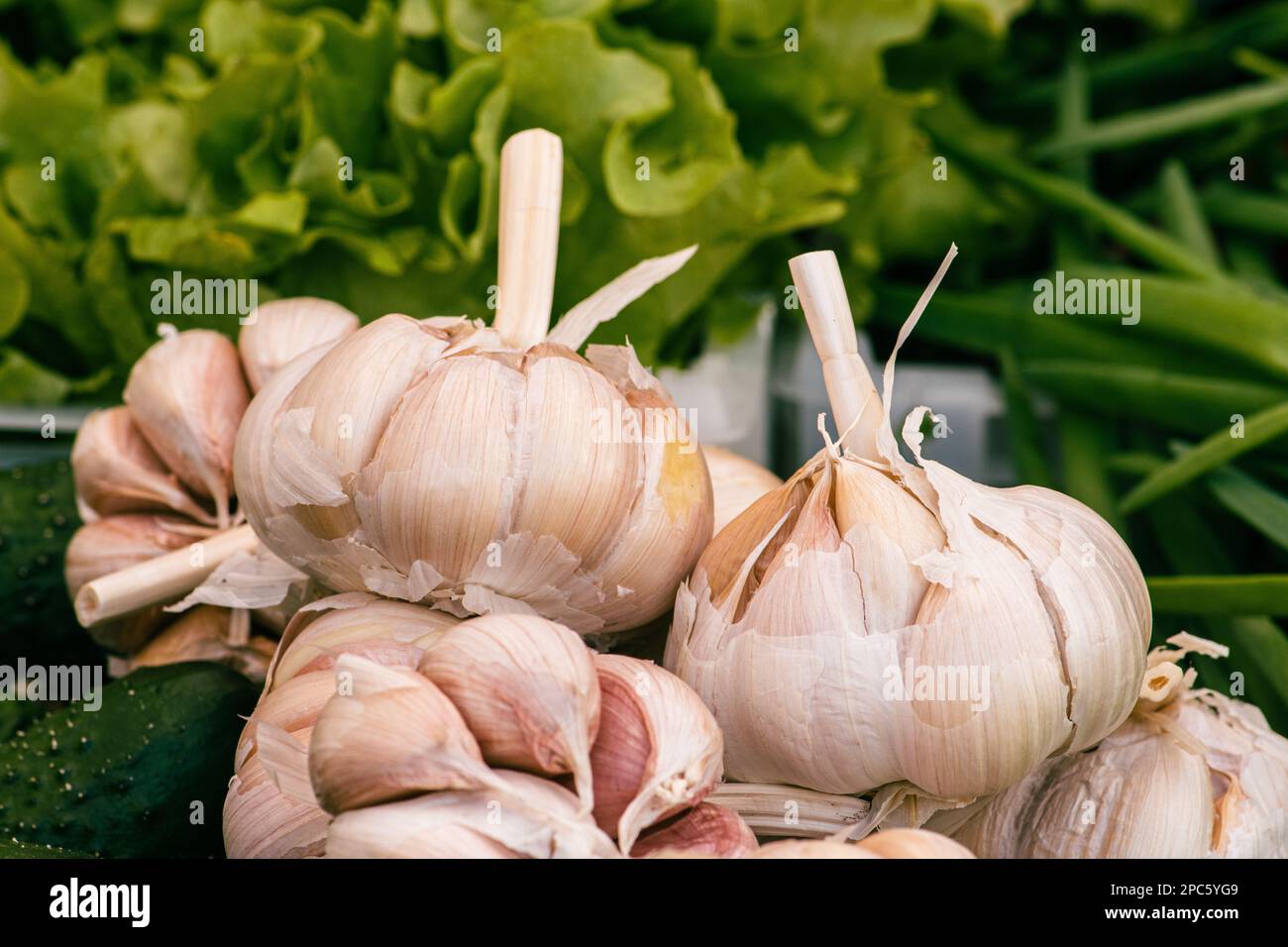 Gruppo di bulbi e spicchi d'aglio freschi in un mercato regionale di Street food, primo piano Foto Stock