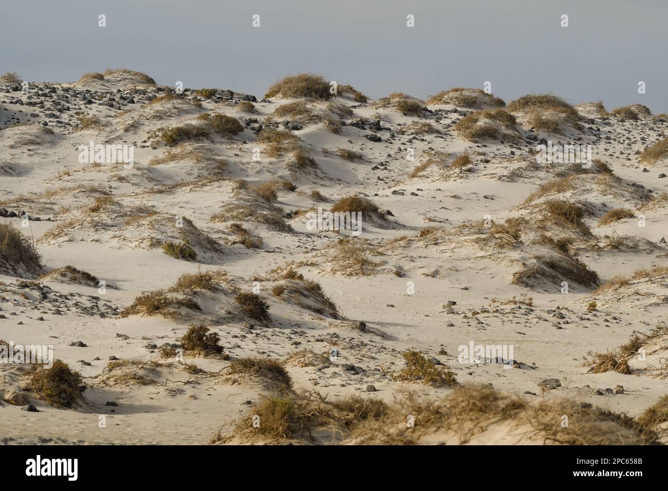 Dune sulla spiaggia di Corralejo Foto Stock