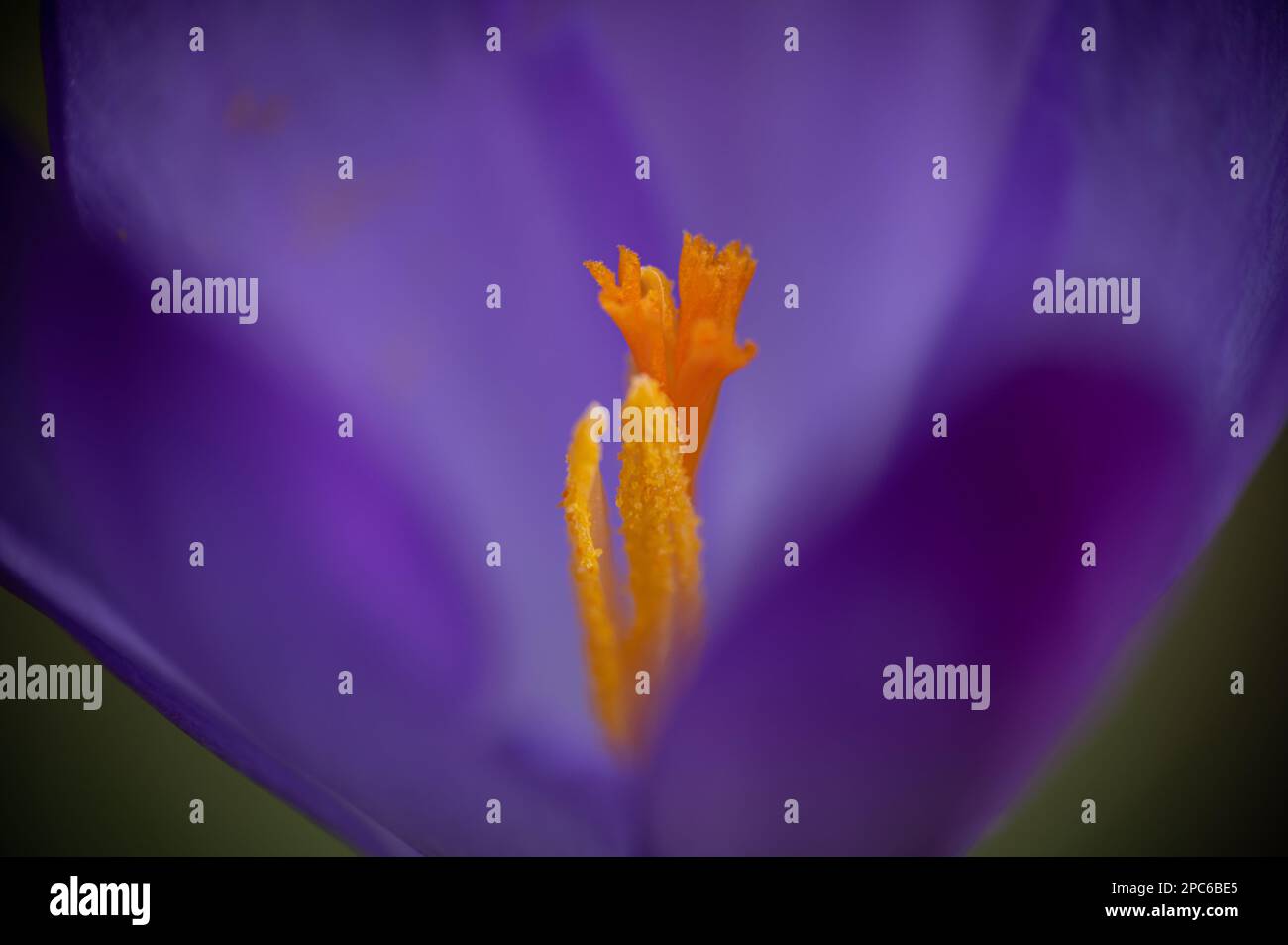 Foto macro estrema. Estrema vicinanza ai cocchi (croci). Profondità di campo bassa, messa a fuoco morbida, astratta. Toni viola, giallo e arancione. Foto Stock