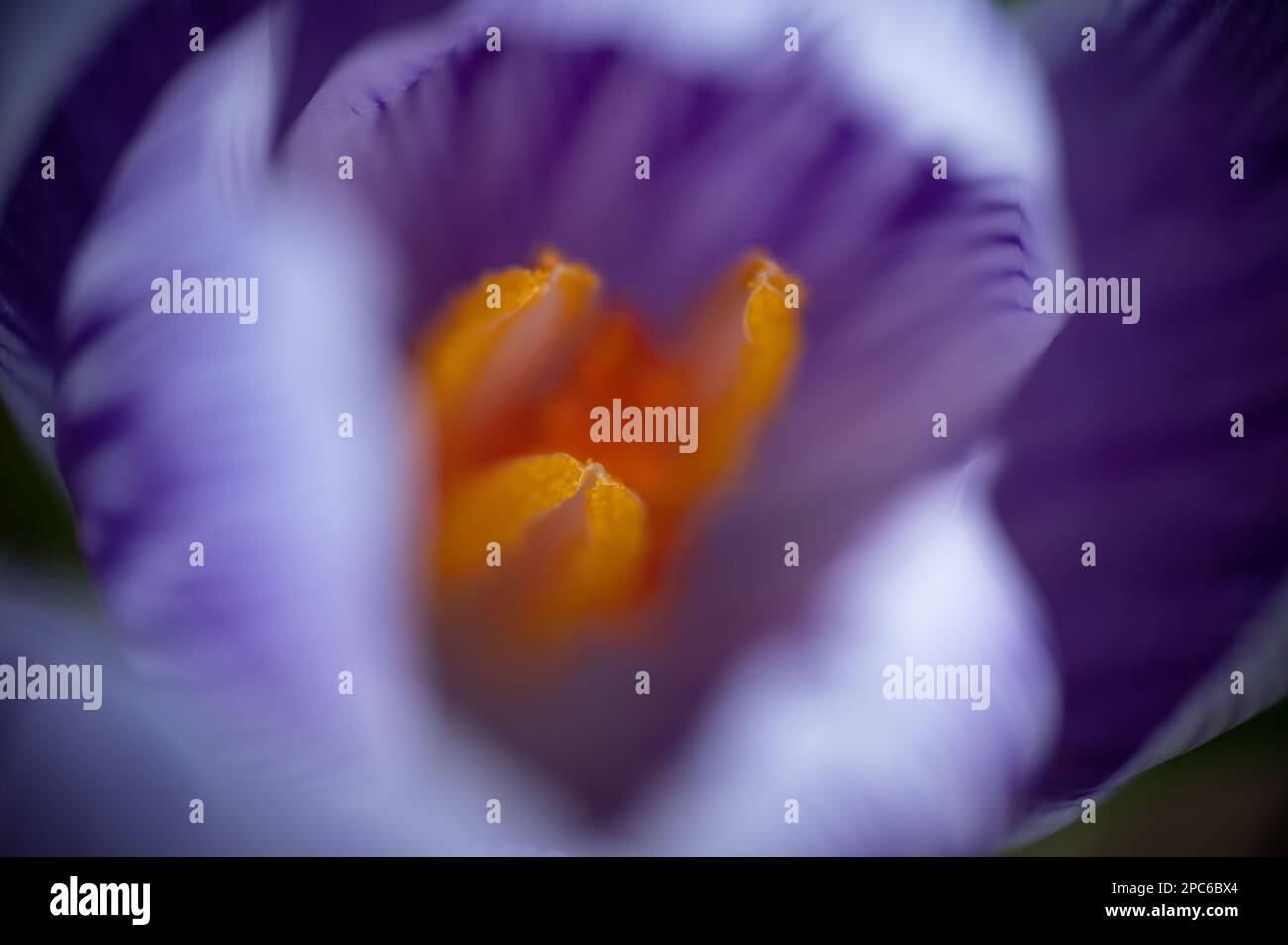 Foto macro estrema. Estrema vicinanza ai cocchi (croci). Profondità di campo bassa, messa a fuoco morbida, astratta. Toni viola, giallo e arancione. Foto Stock