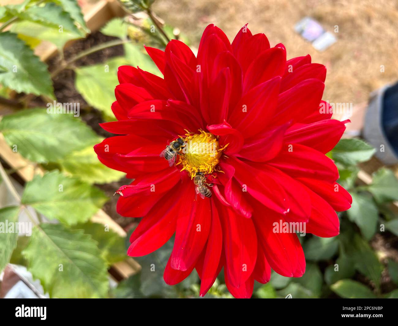 Dahlia fiori dal cortile posteriore Foto Stock