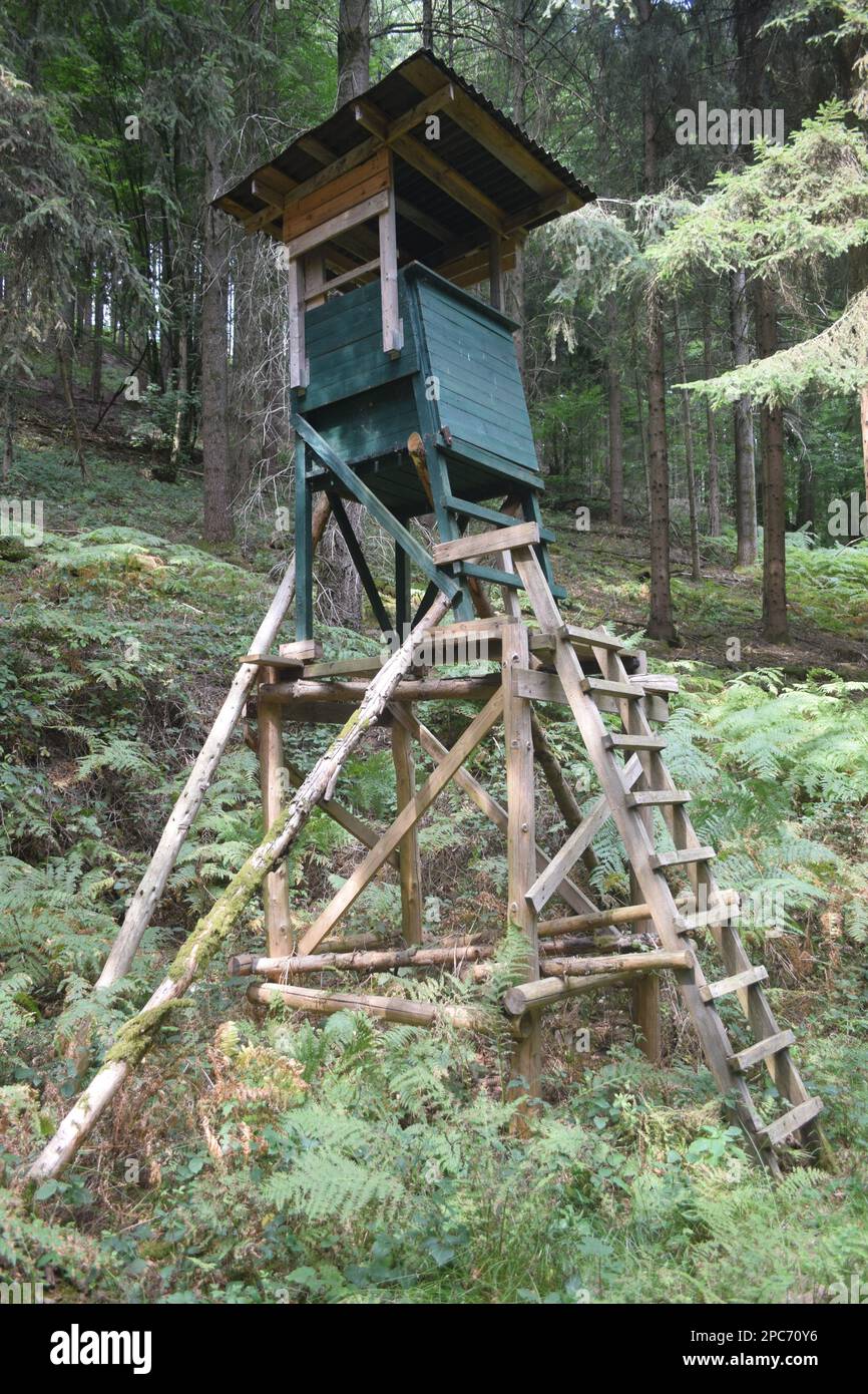 Forester si trova in alto sul bordo della foresta, Förster hoch sitz Foto Stock