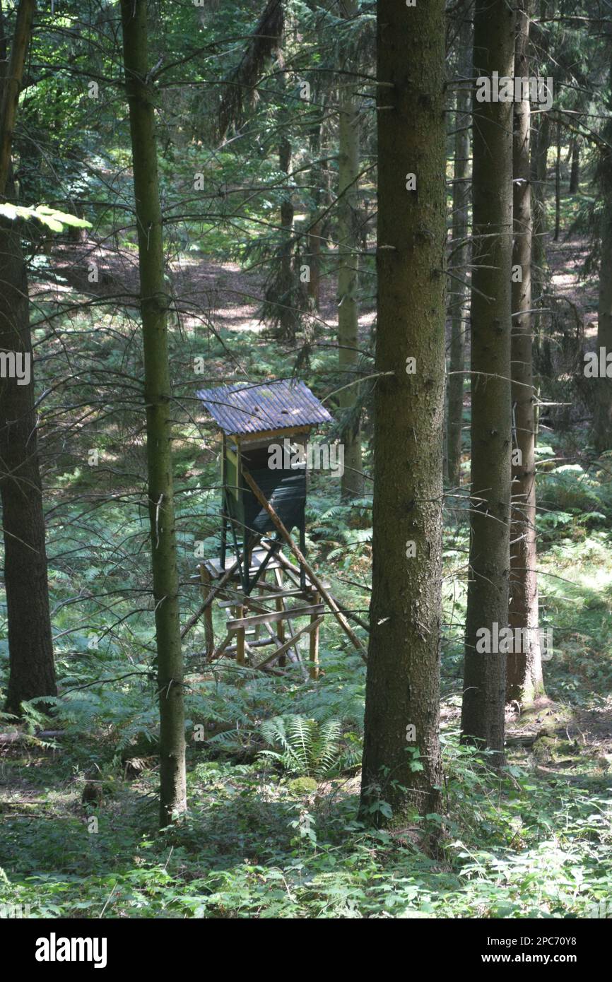 Forester si trova in alto sul bordo della foresta, Förster hoch sitz Foto Stock