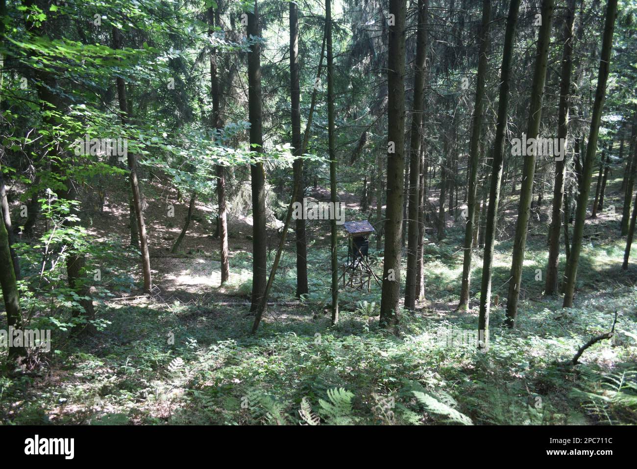 Forester si trova in alto sul bordo della foresta, Förster hoch sitz Foto Stock