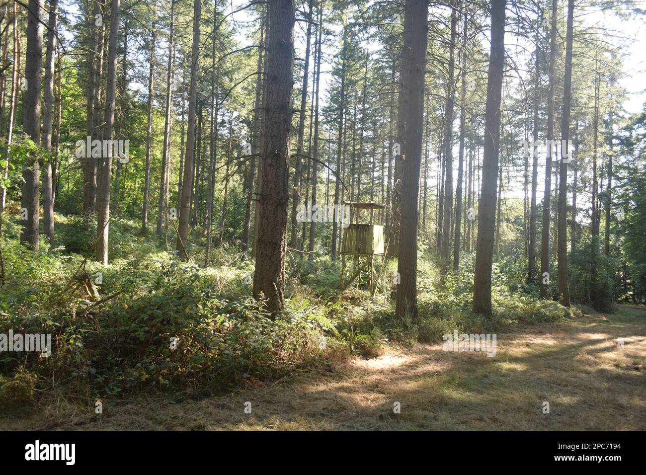 Forester si trova in alto sul bordo della foresta, Förster hoch sitz Foto Stock