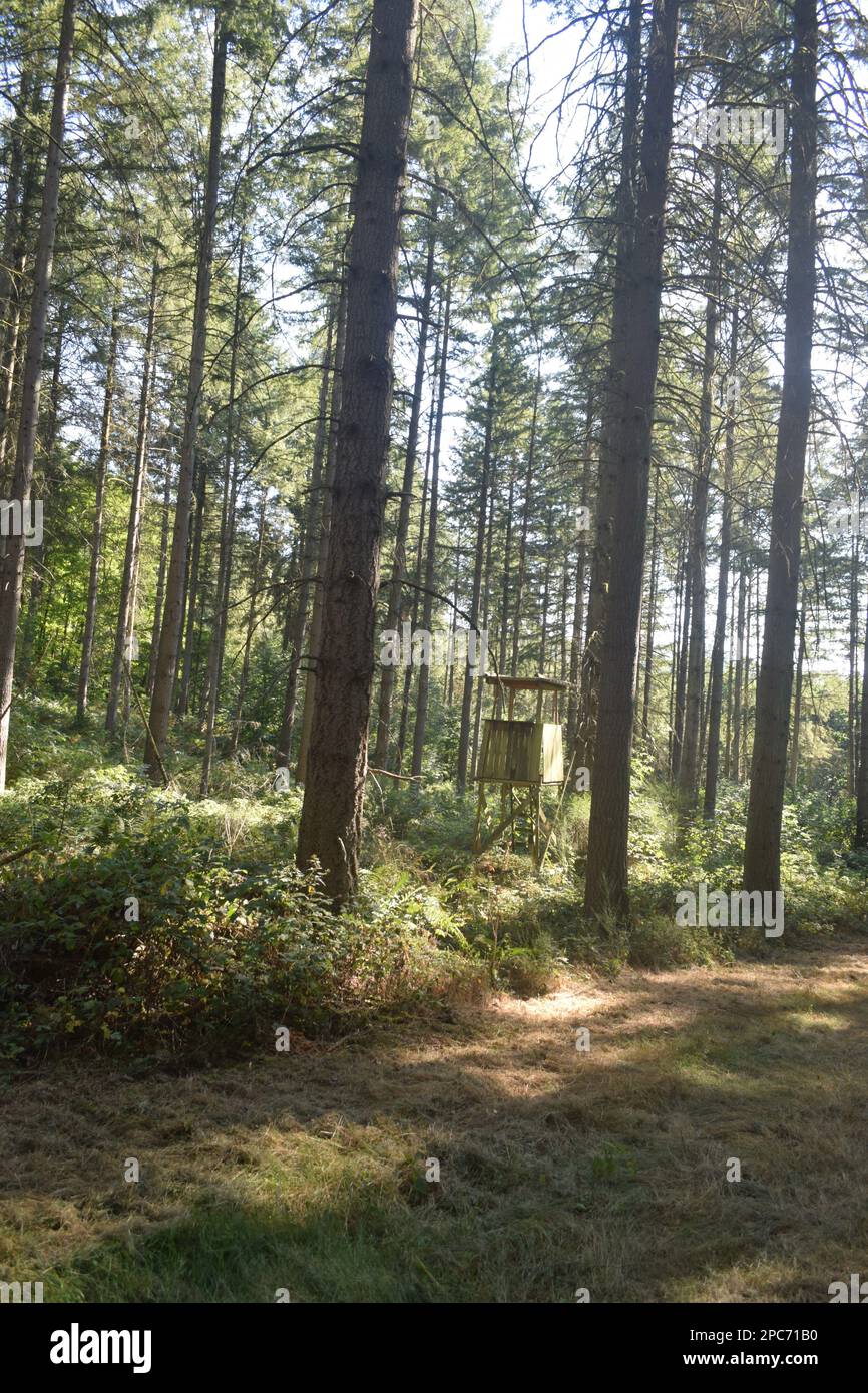 Forester si trova in alto sul bordo della foresta, Förster hoch sitz Foto Stock