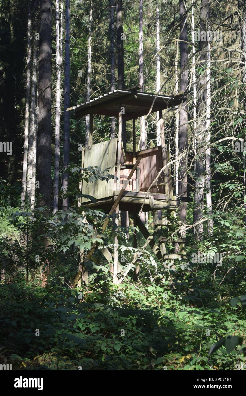 Forester si trova in alto sul bordo della foresta, Förster hoch sitz Foto Stock