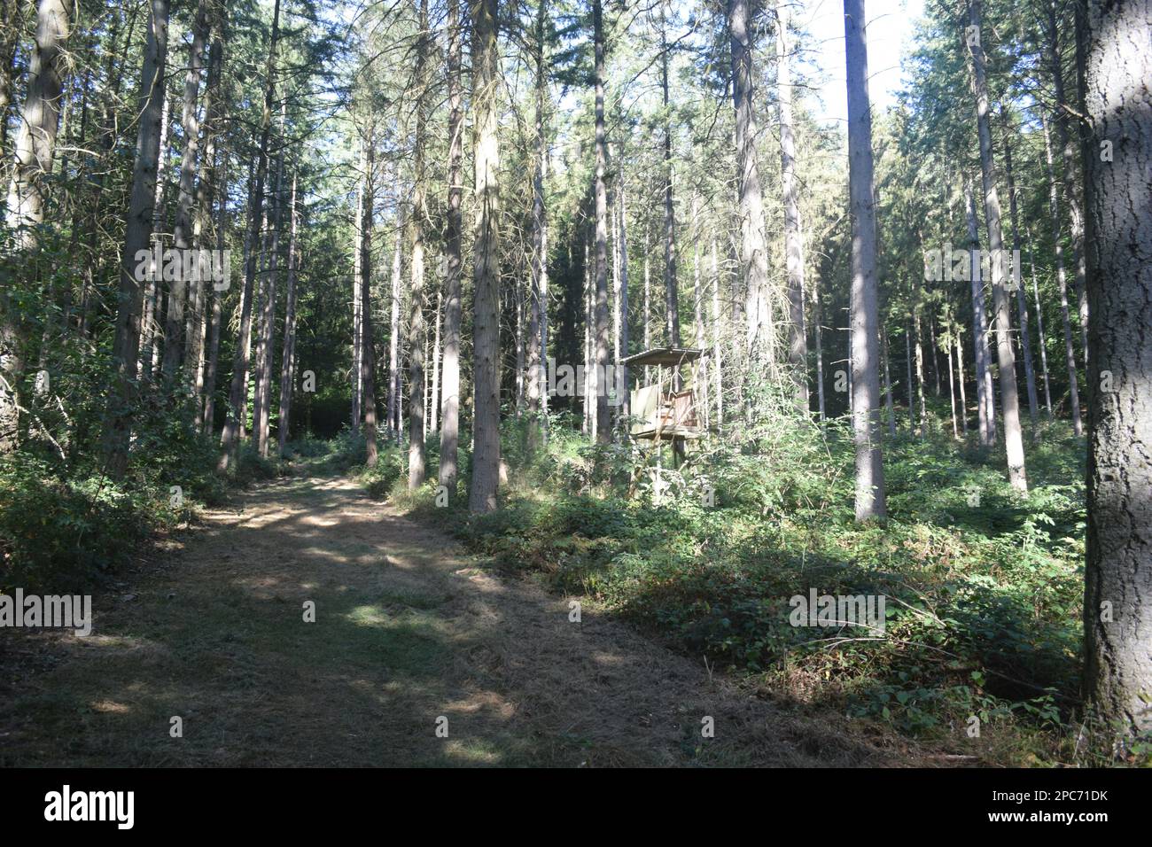 Forester si trova in alto sul bordo della foresta, Förster hoch sitz Foto Stock