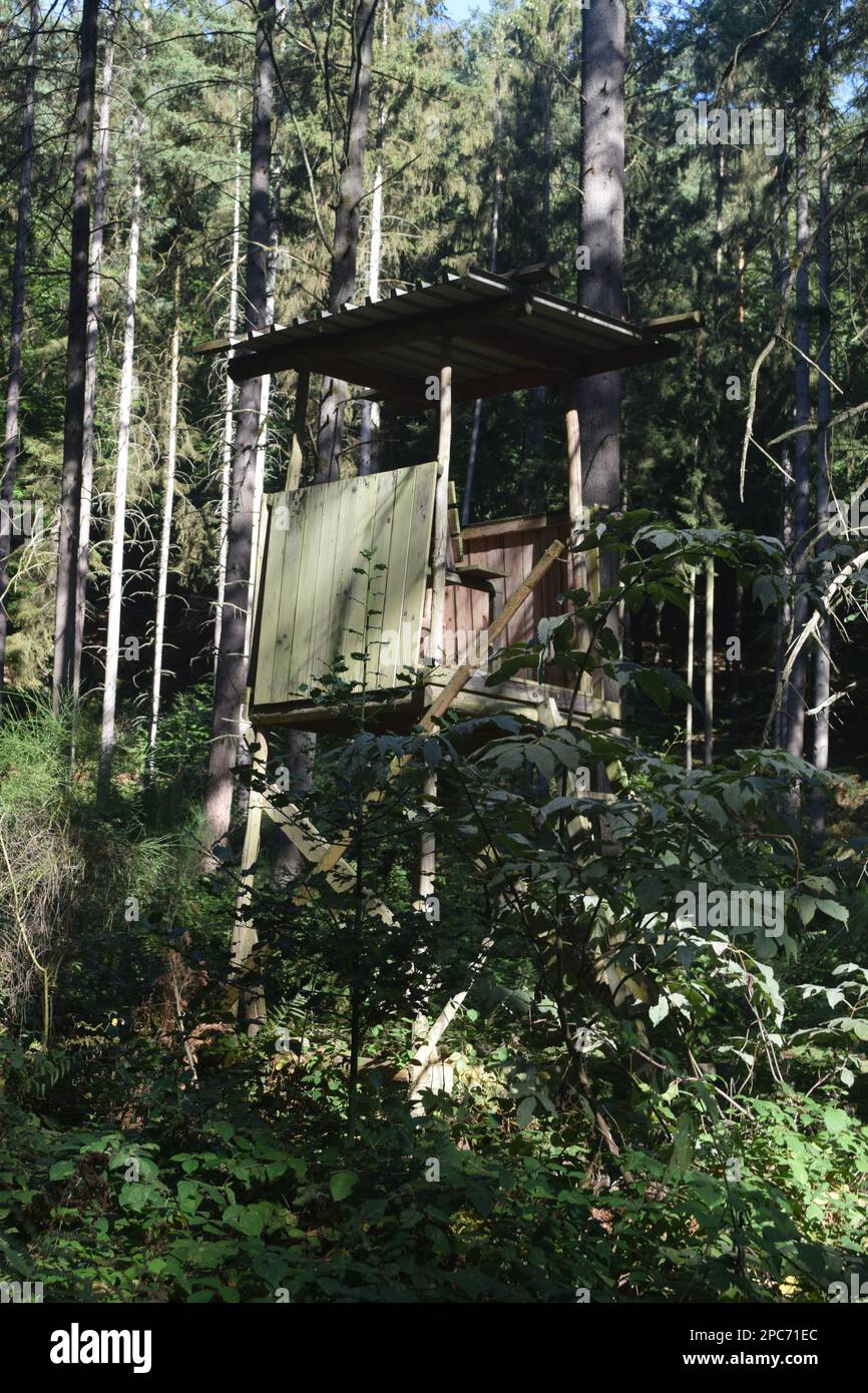 Forester si trova in alto sul bordo della foresta, Förster hoch sitz Foto Stock