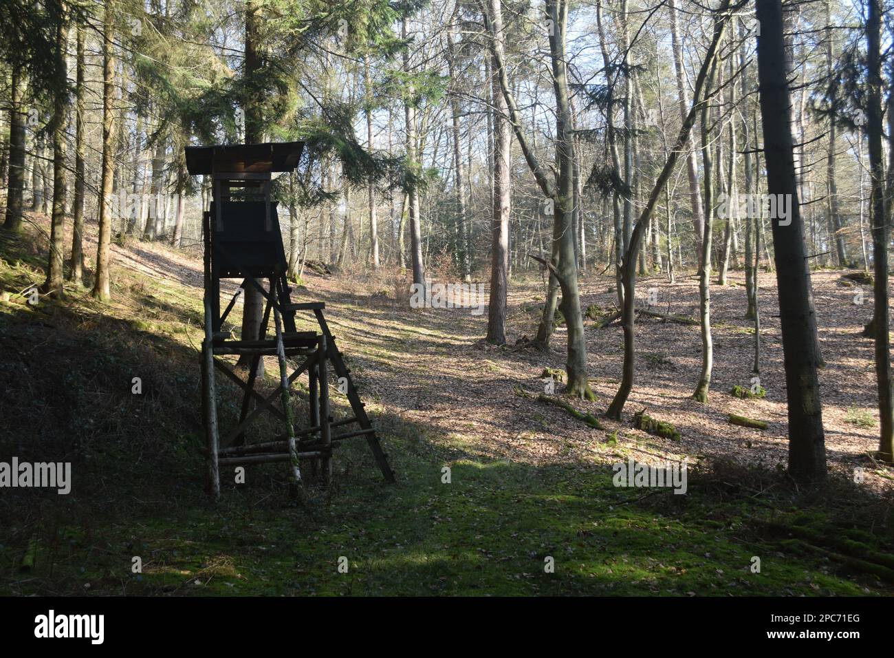 Forester si trova in alto sul bordo della foresta, Förster hoch sitz Foto Stock