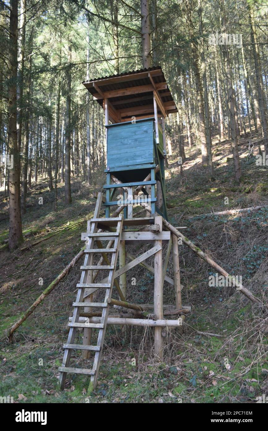 Forester si trova in alto sul bordo della foresta, Förster hoch sitz Foto Stock