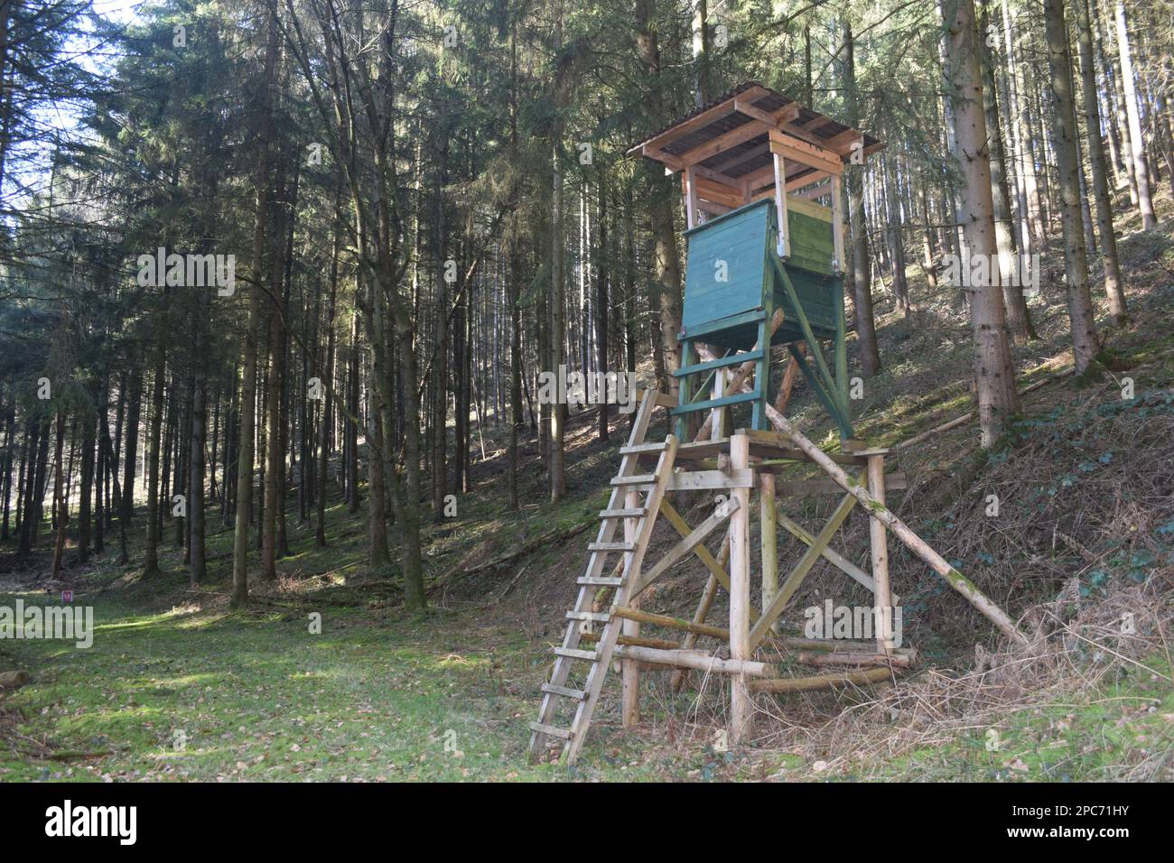 Forester si trova in alto sul bordo della foresta, Förster hoch sitz Foto Stock