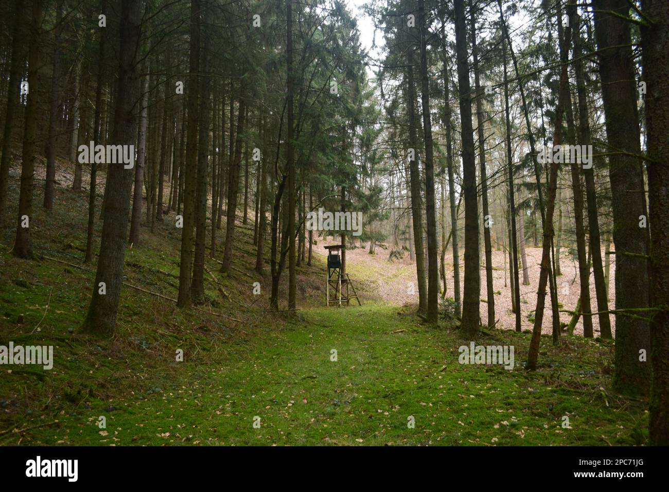 Forester si trova in alto sul bordo della foresta, Förster hoch sitz Foto Stock