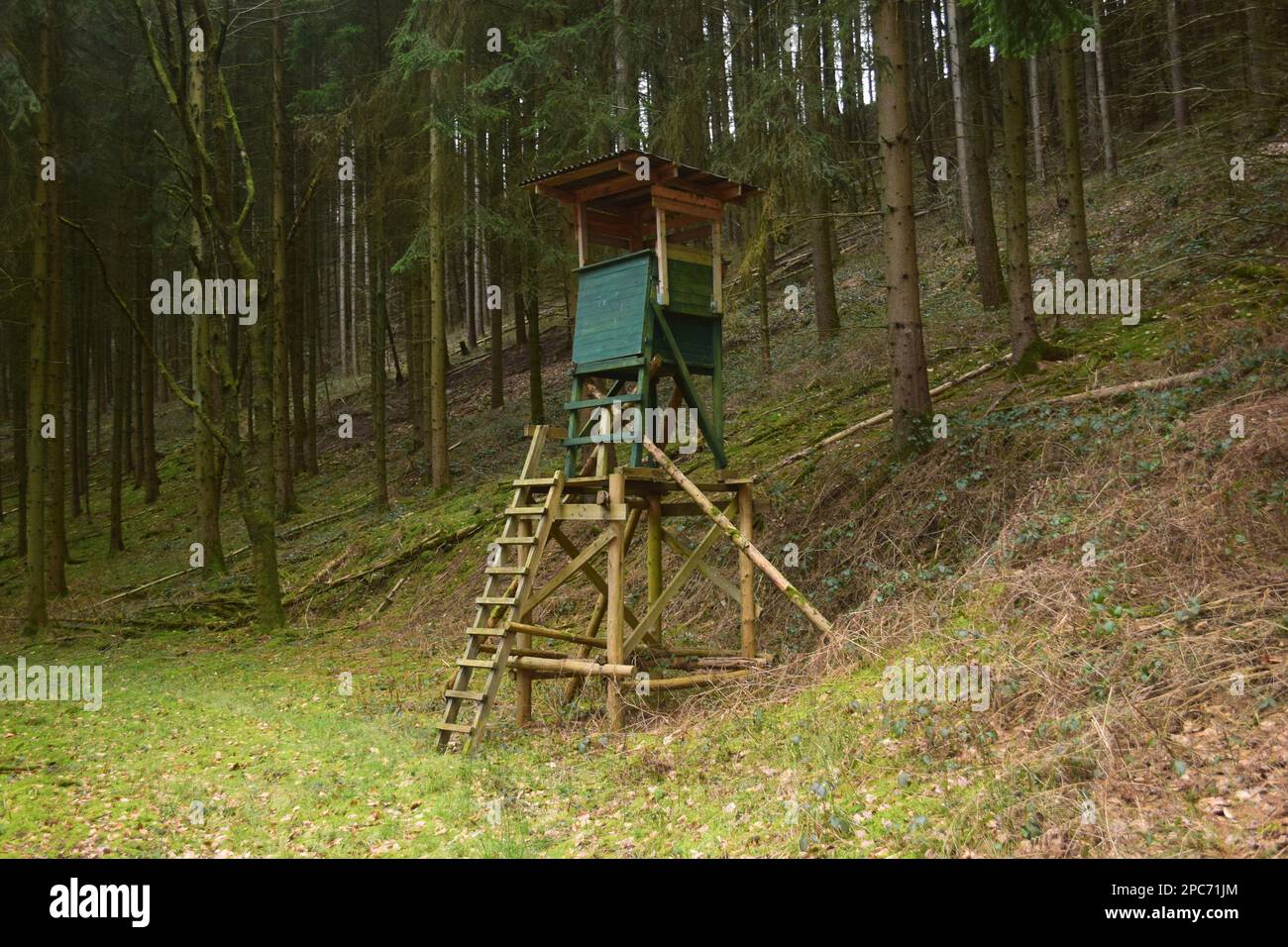 Forester si trova in alto sul bordo della foresta, Förster hoch sitz Foto Stock