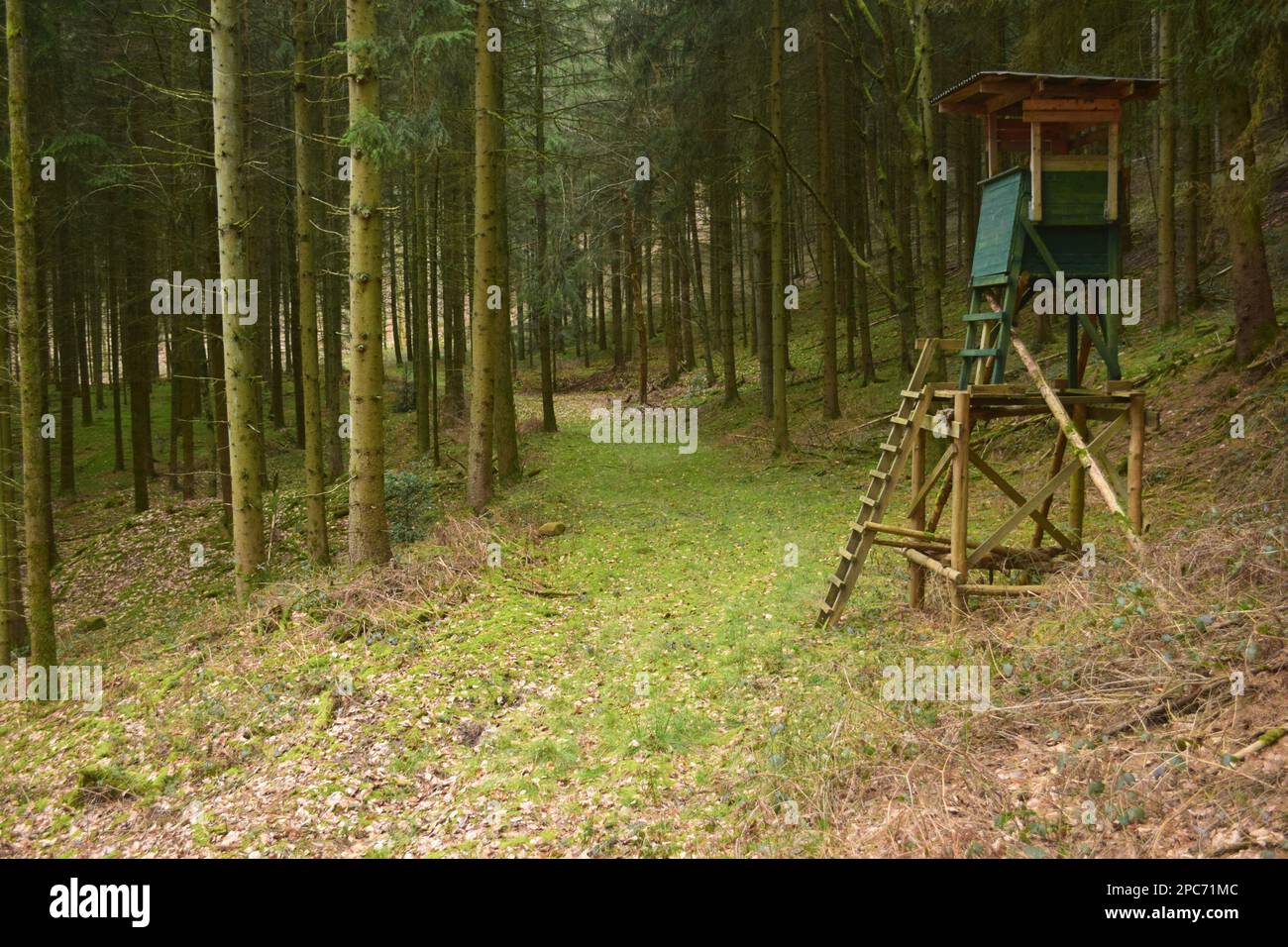 Forester si trova in alto sul bordo della foresta, Förster hoch sitz Foto Stock