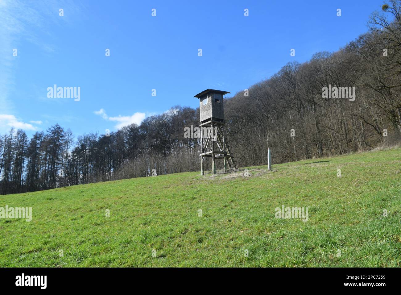 Forester si trova in alto sul bordo della foresta, Förster hoch sitz Foto Stock