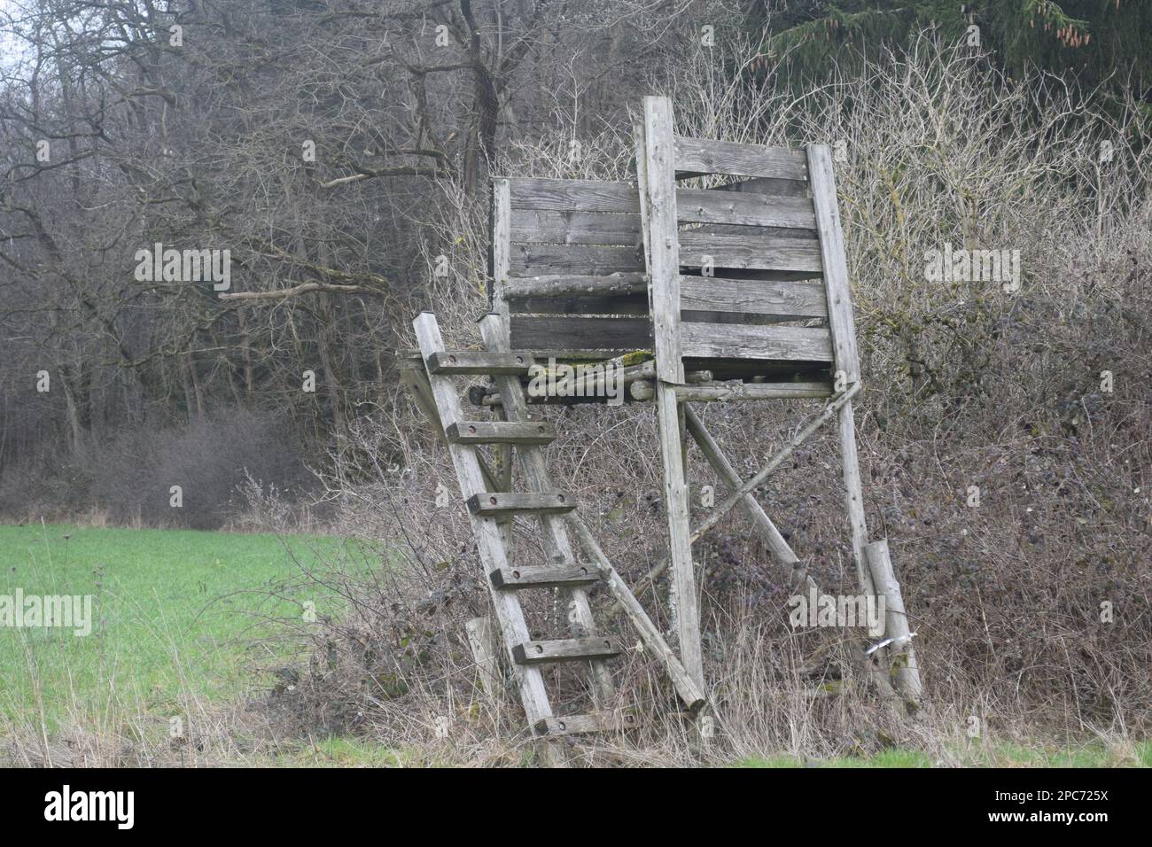 Forester si trova in alto sul bordo della foresta, Förster hoch sitz Foto Stock