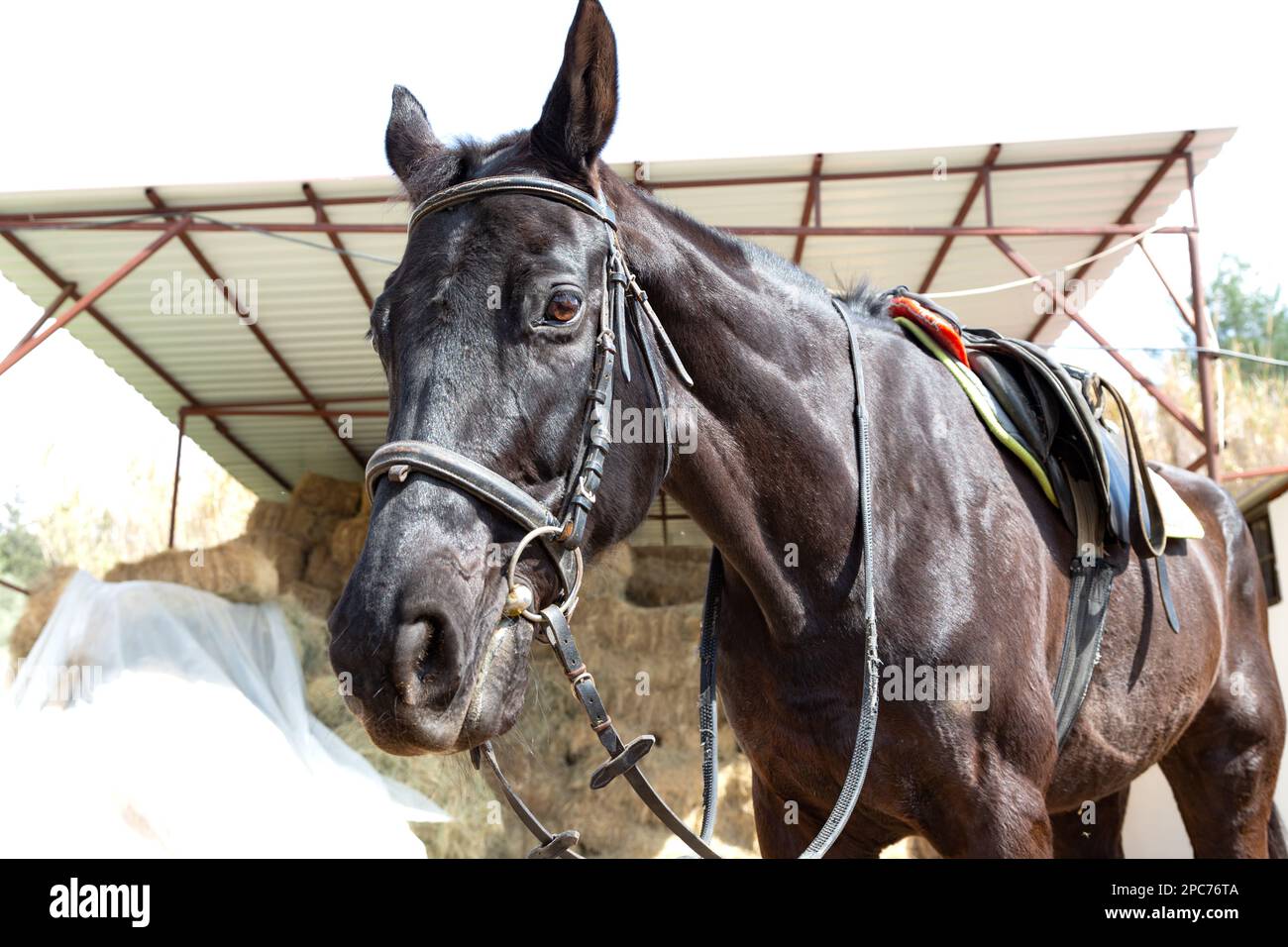 Equitazione cavallo con sella preparata per l'allenamento in una scuola di equitazione ad Adana, Turchia. Foto Stock