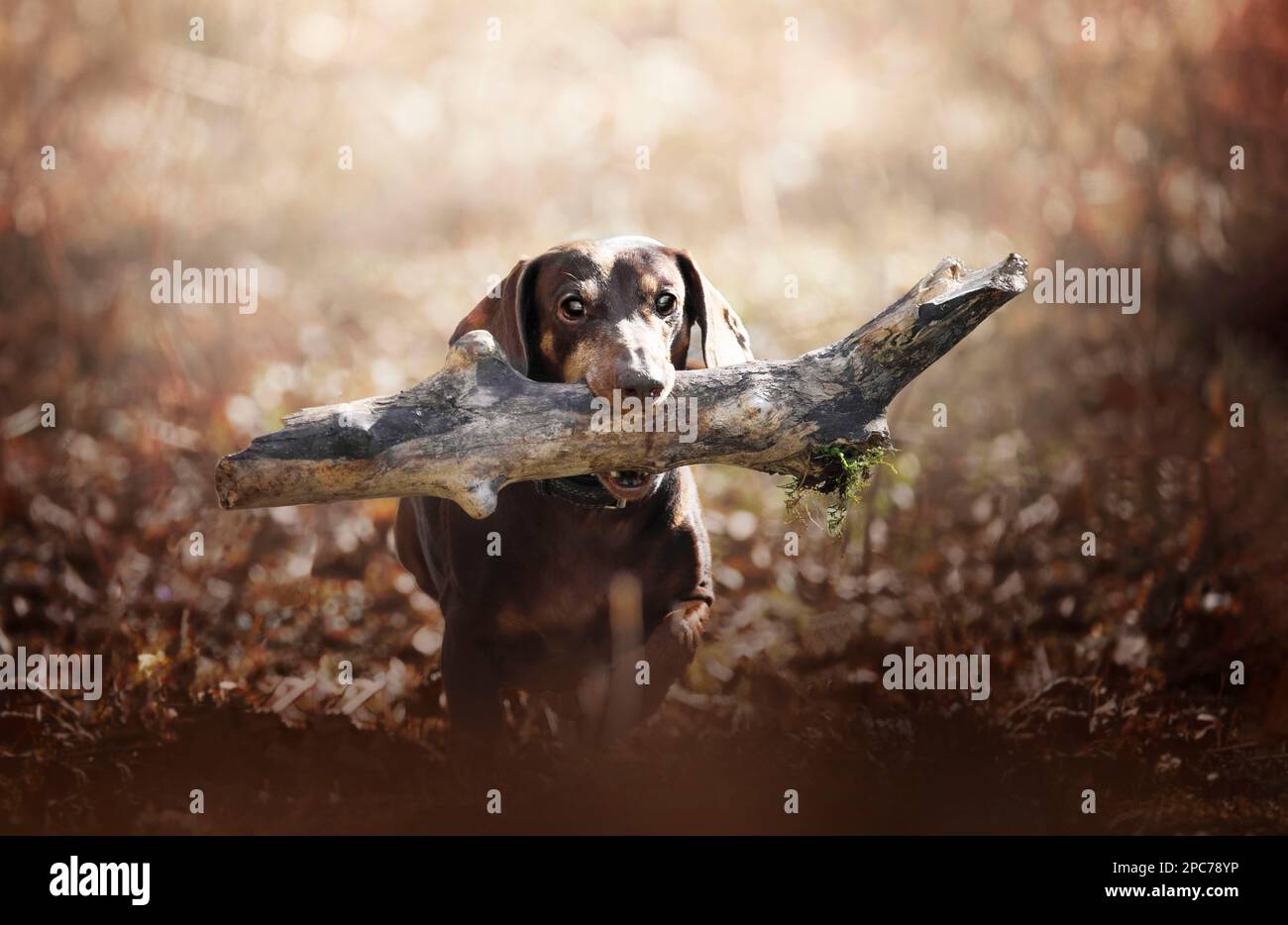 Un dachshund a pelo corto nella foresta che porta un bastone Foto Stock