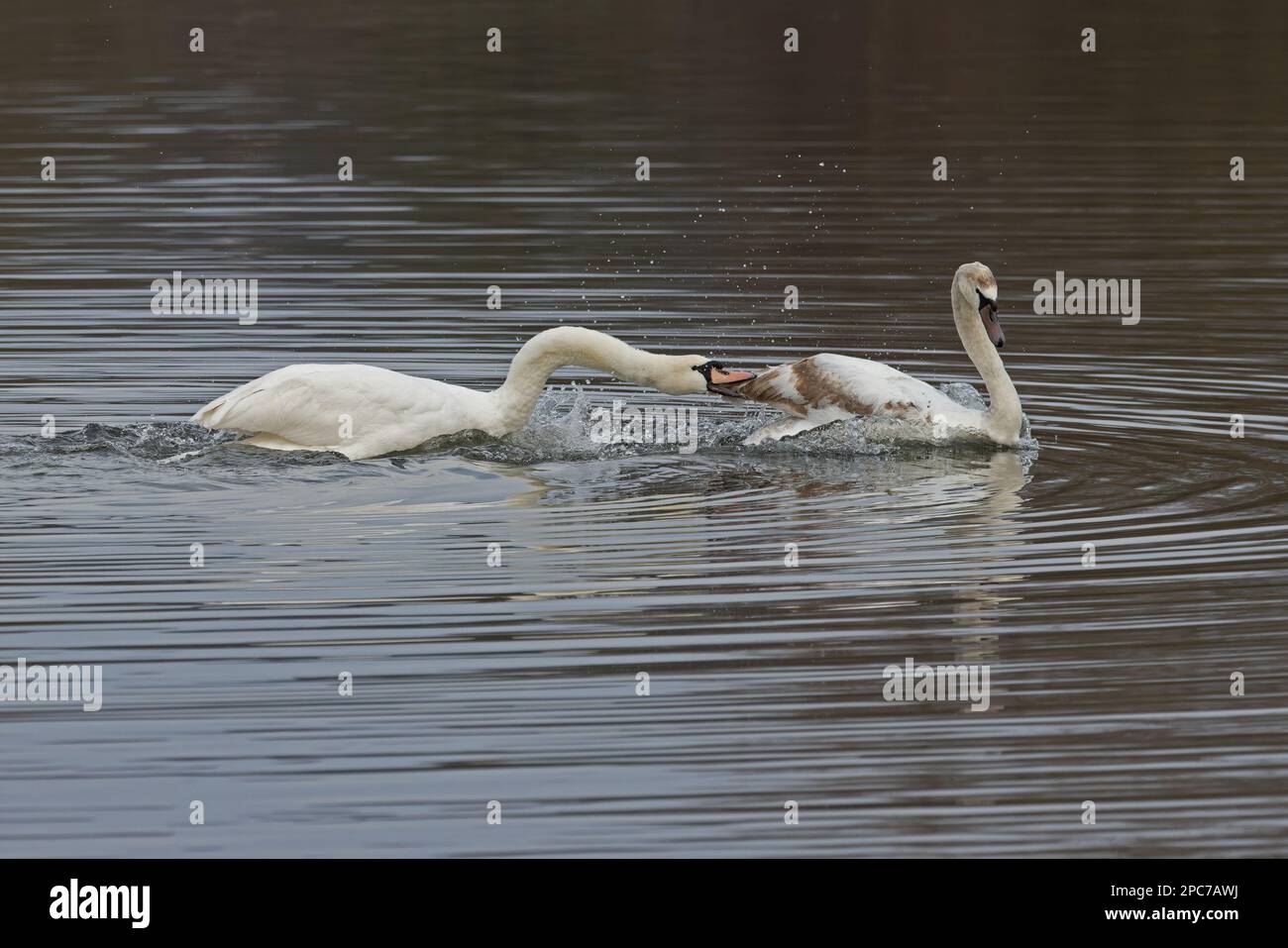 Mute Swan (Cygnus olor) femmina che attacca Norfolk immaturo GB marzo 2023 Foto Stock