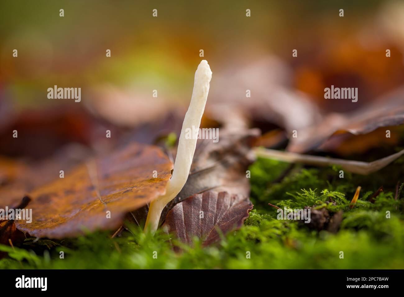 Un corpo fruttifero solitario rugoso Club Fungus (Clavulina rugosa) che cresce nella lettiera di foglie di un bosco a foglia larga in autunno, Somerset, Inghilterra. Foto Stock