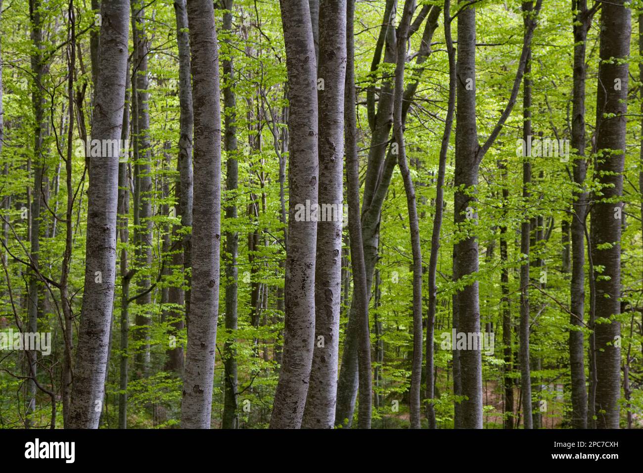 Alberi densi in foresta, Transilvania, Romania Foto Stock