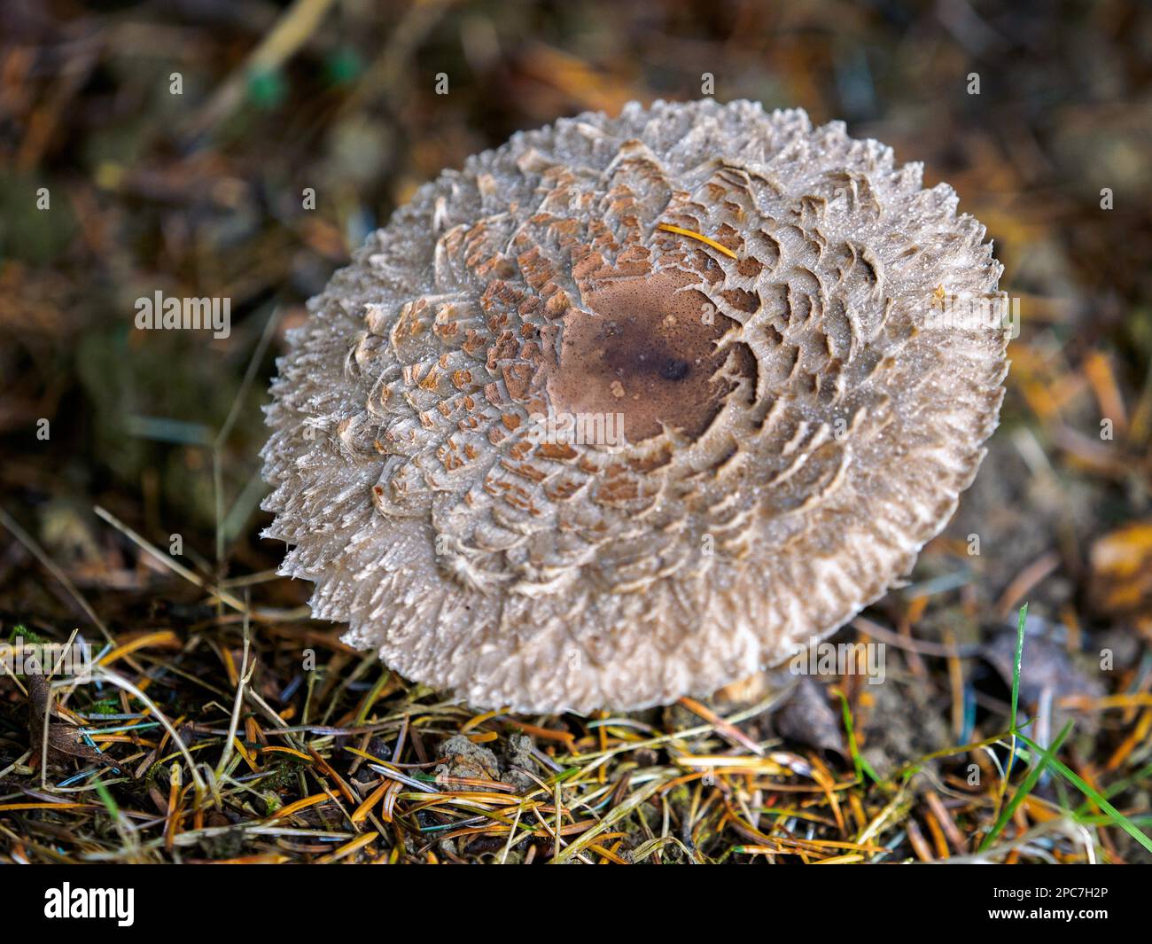 Weathered fungo a Warnham Riserva Naturale Foto Stock
