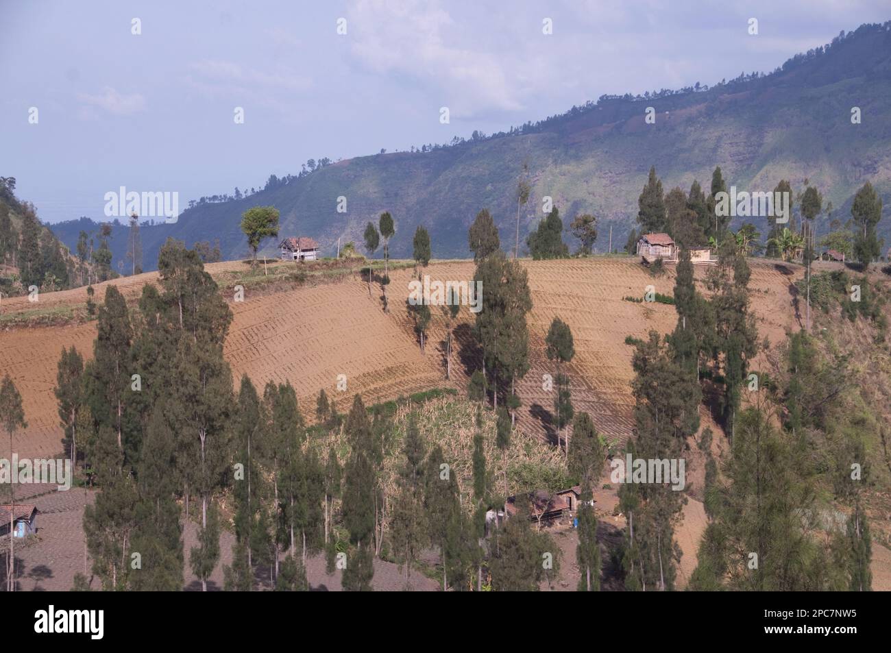 Vista su terreni agricoli e alberi su pendii collinari, vicino al bromo Tengger Semeru N. P. East Java, Indonesia Foto Stock