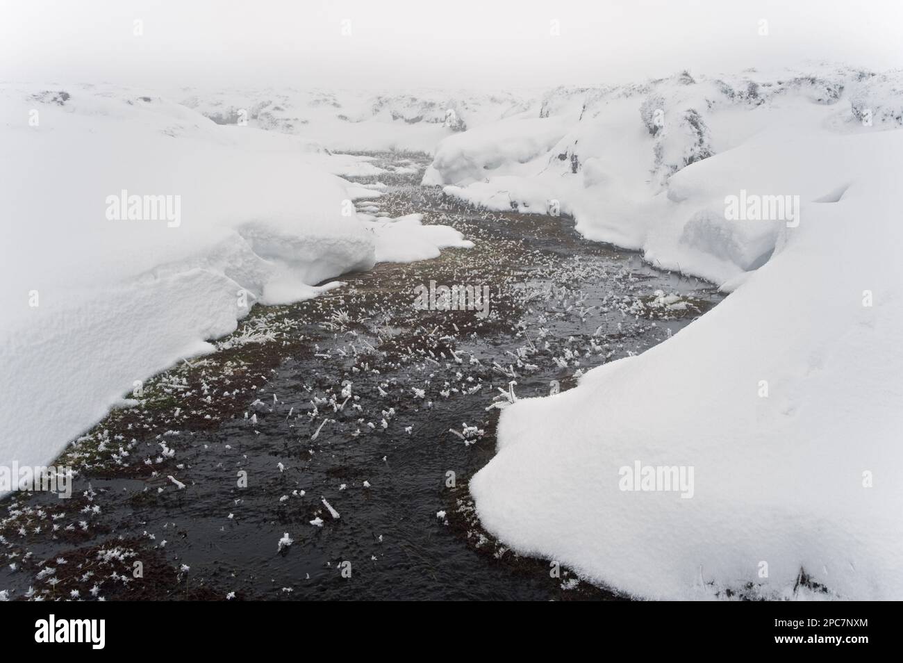 Moor Brook in the Snow, Bleaklow, Peak District, Derbyshire, Inghilterra, Inverno Foto Stock