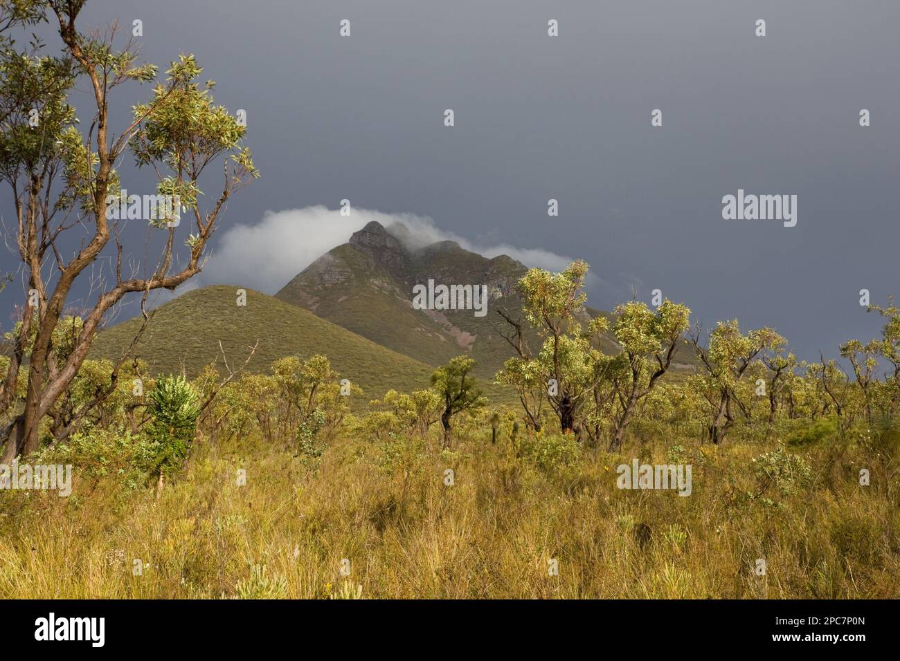 Vista di una foresta di cespugli aperti con Black Gin (Kingia australis), sotto Toolbrunup Peak, Stirling Range, Australia Occidentale, Australia Foto Stock