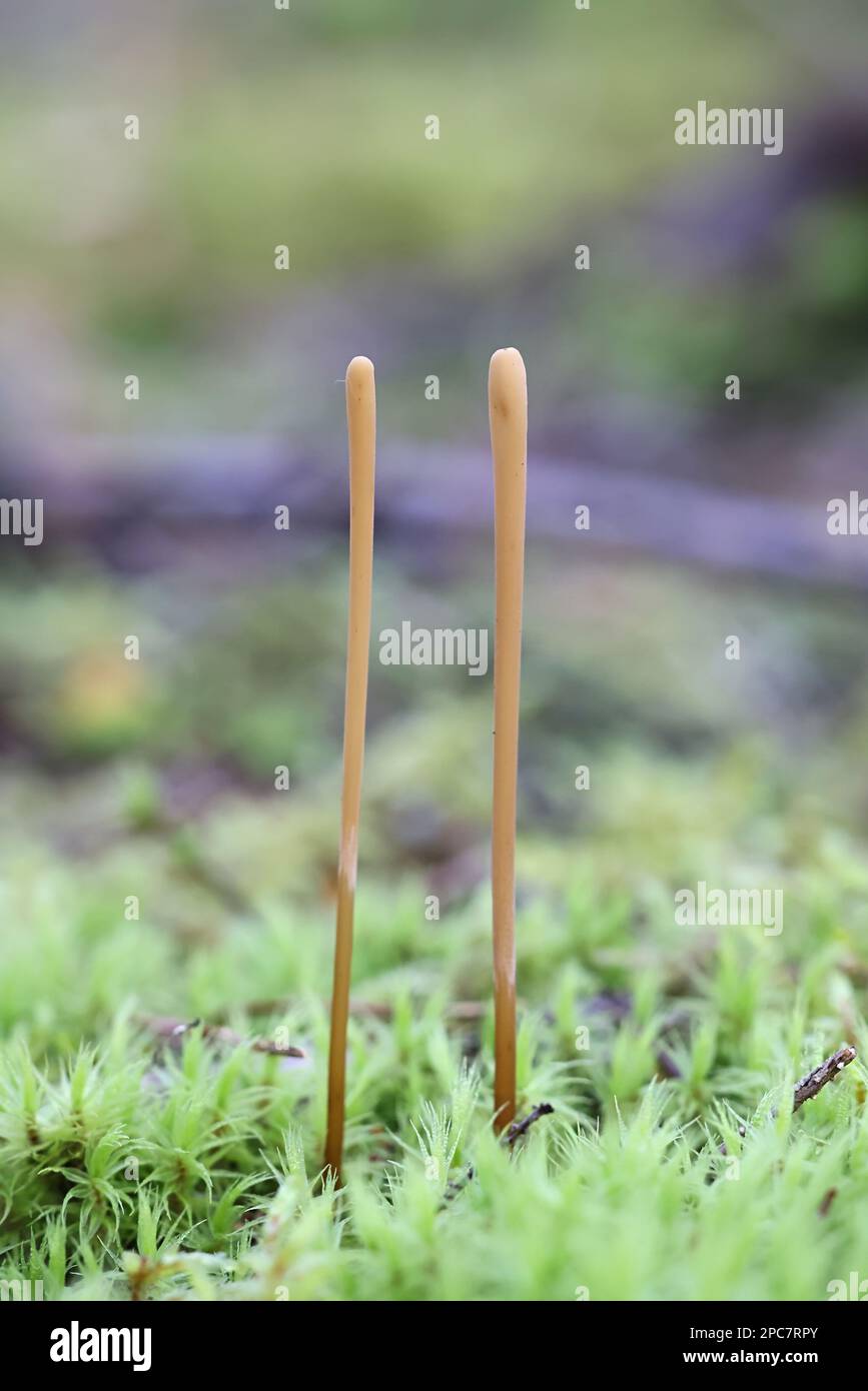 Macrotyphula juncea, comunemente conosciuto come club snello, fungo selvatico dalla Finlandia Foto Stock