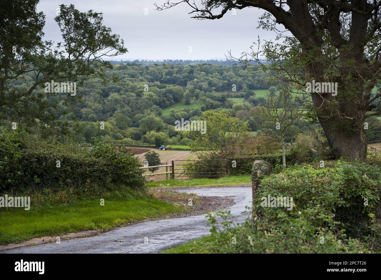 Vista della corsia di campagna, aratura del trattore sul campo e terreno boschivo su una collina in lontananza, Shepton Mallet, Somerset, Inghilterra, Regno Unito Foto Stock