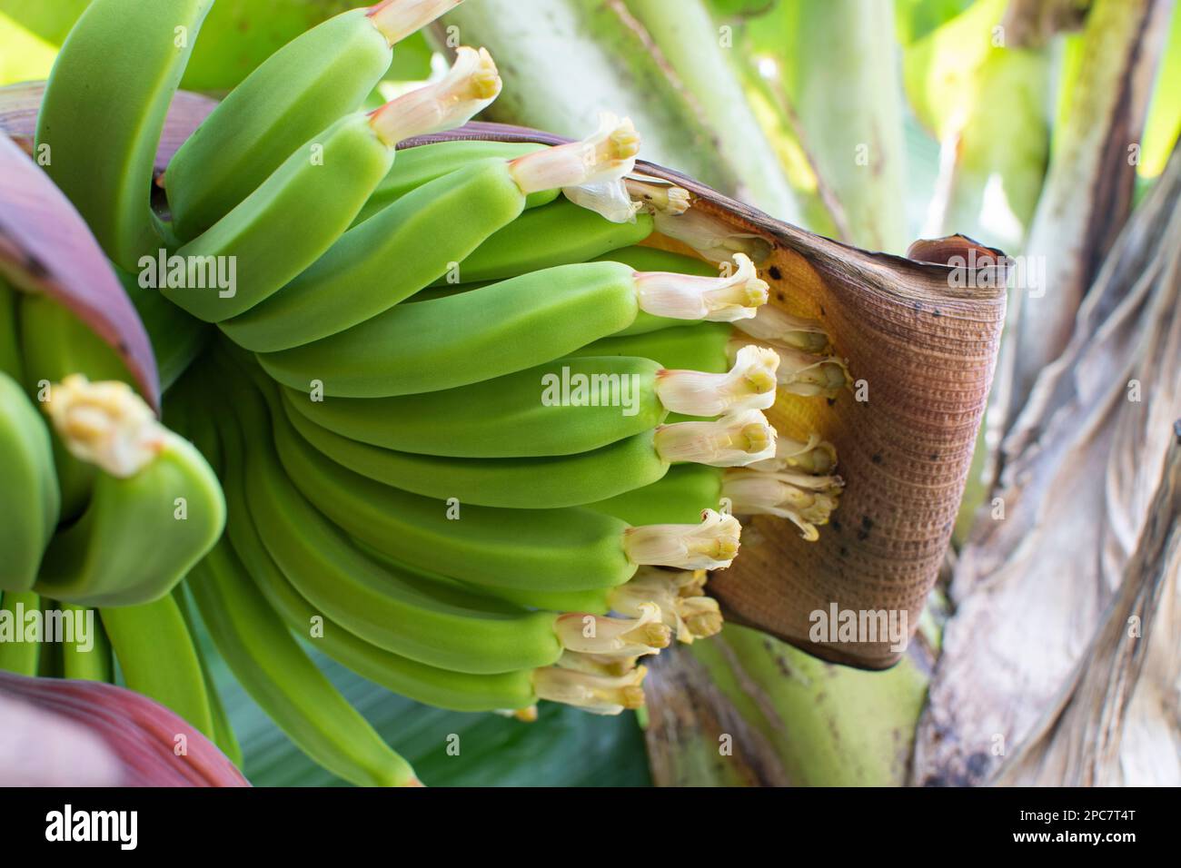 Primo piano fiore di banana, fiore di banana appeso su un albero di banana con mazzo di banana cruda sullo sfondo. Foto Stock