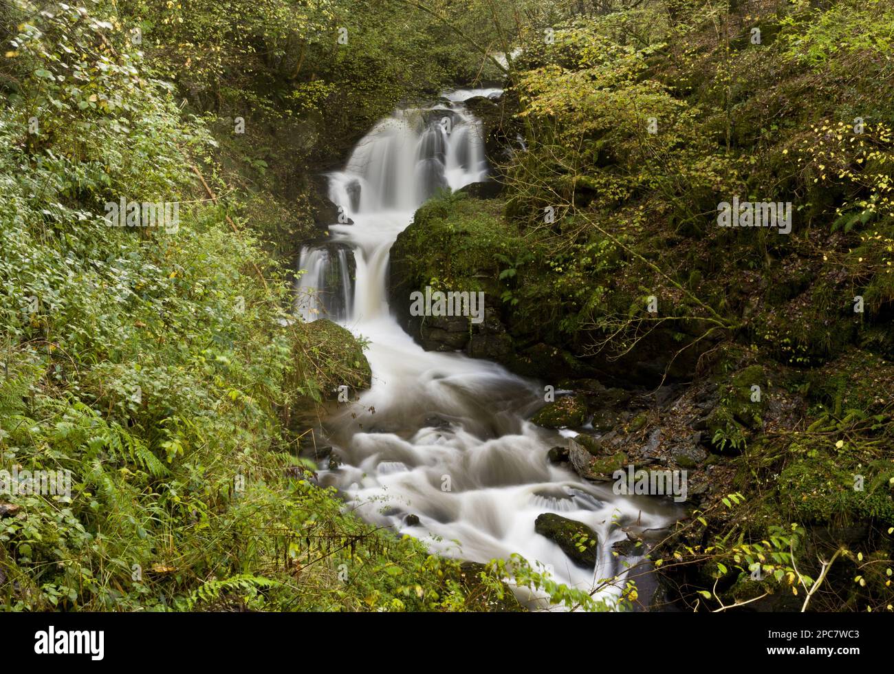 Cascate e rapide sul fiume che scorre attraverso boschi, Farley Water (Hoar Oak Water), sopra Watersbeet, Exmoor N. P. Devon, Inghilterra, Regno Unito, Foto Stock