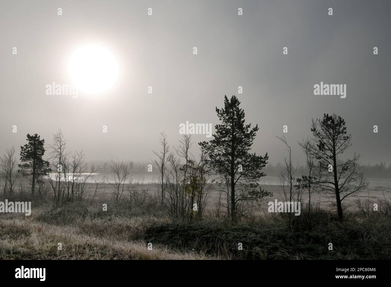 Sole che brucia attraverso nebbia, gelido e viscido habitat boreale palude all'alba, Lapponia, Finlandia nord-occidentale Foto Stock