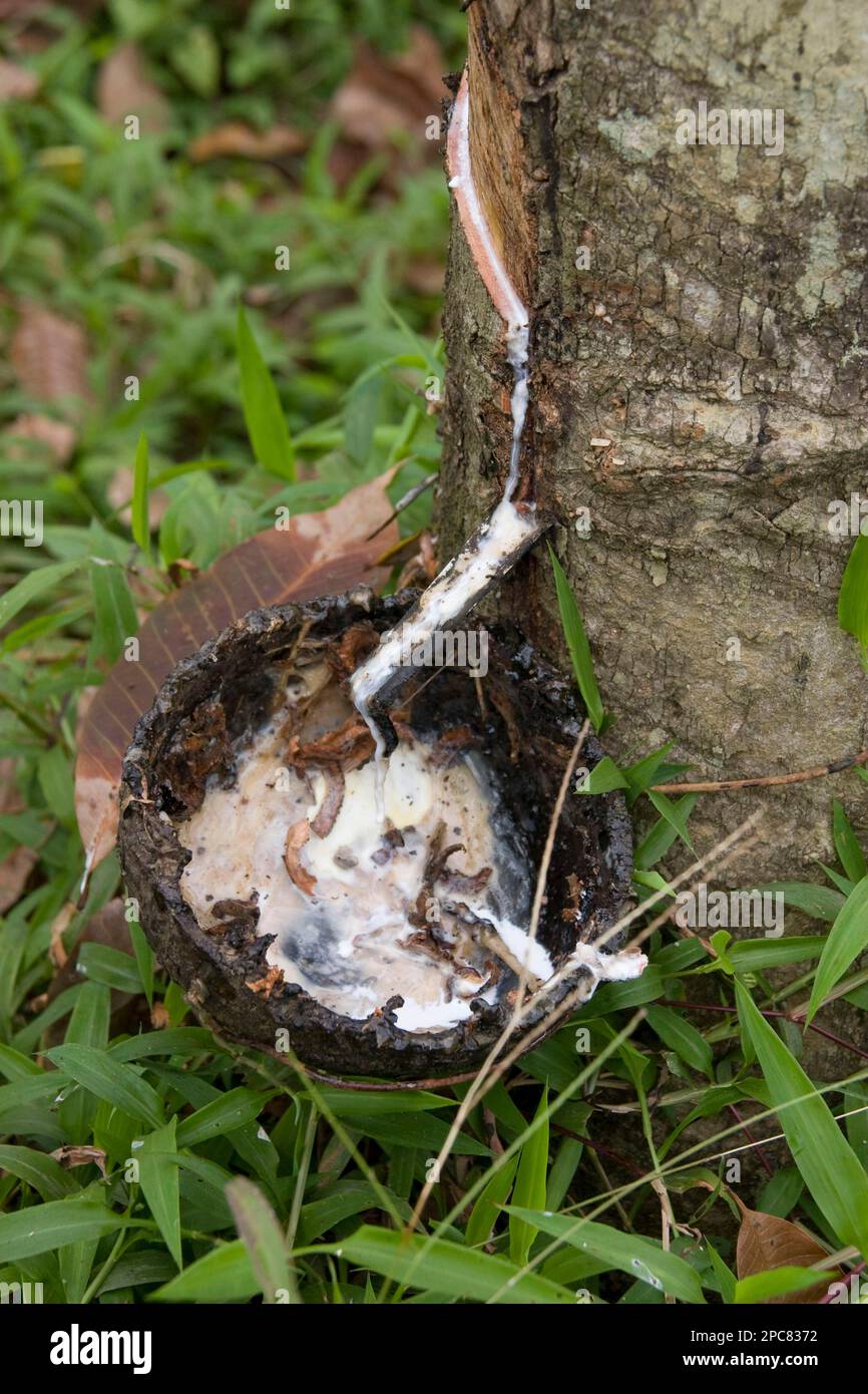 Siphonia brasiliensis, albero di gomma, albero di gomma di Para (Hevea brasiliensis), famiglia di purge, albero di gomma che è maschiato per estrarre gomma di lattice, Sri Lanka Foto Stock