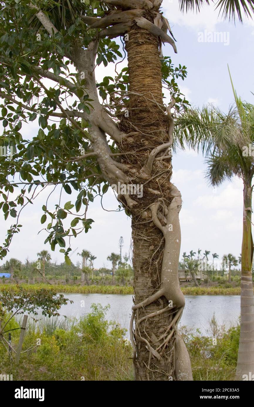 Fico Strangler (ficus aurea), fico strangler, famiglia di gelsi, fico strangler, Everglades Foto Stock