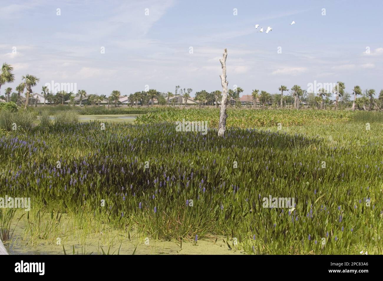 Pondweed del heartleaf, famiglia di hyacinth dell'acqua, erbaccia di pickerel, cordata di pondederia, a Wetlands di trattamento di Cay verde, Florida Foto Stock