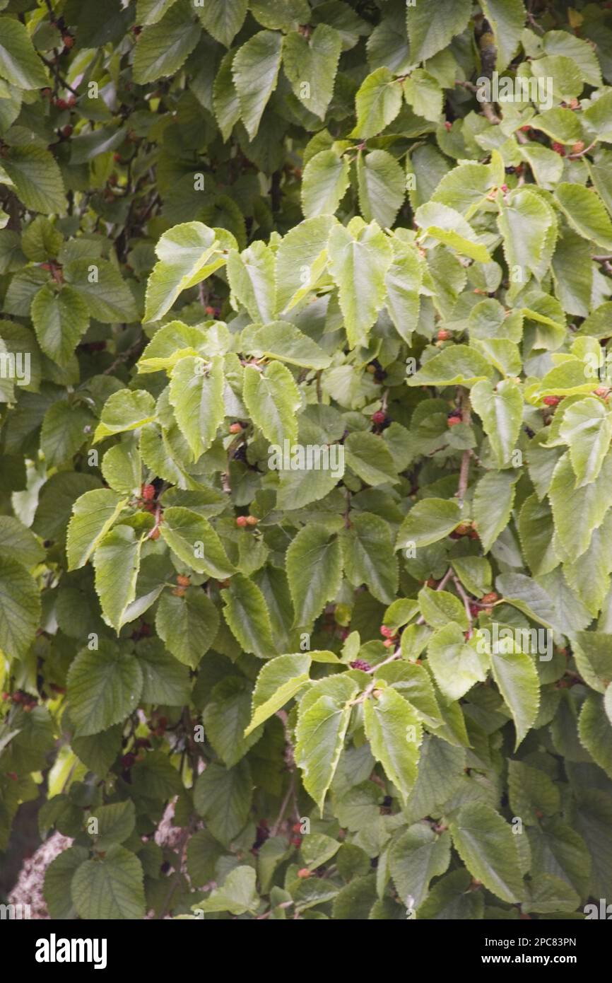 Gelso nero, foglie e frutti di comune gelso, gelso nero, famiglia di gelso Foto Stock